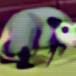 profile_Opossum