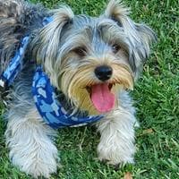 Yorkshire Terrier (Yorkie) MBTI Personality Type image
