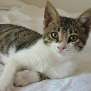 Cyprus Cat MBTI Personality Type image