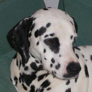 Lilo MBTI Personality Type image