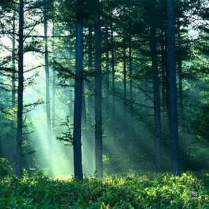 profile_Forest Ambience