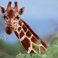 Giraffe MBTI Personality Type image