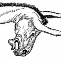 Hank the Mule MBTI Personality Type image
