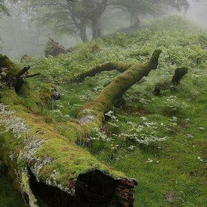 profile_August 10 (Moss)