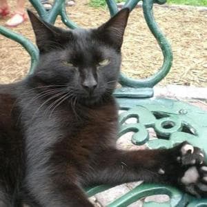 American Polydactyl MBTI Personality Type image