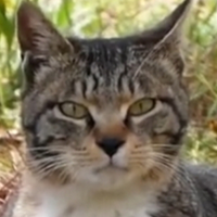 Raegi (haha ha) MBTI Personality Type image