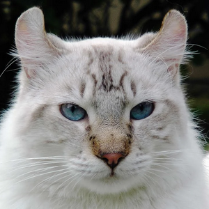 profile_Alpine Lynx Cat