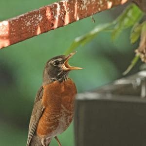 profile_Bird's Tweet/Chirp