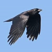 Crow MBTI Personality Type image