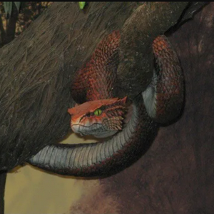 profile_Nāḥāš (the Serpent)