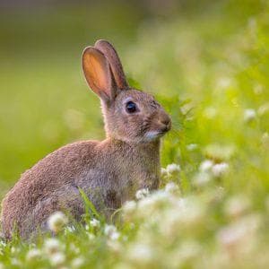 profile_Rabbit