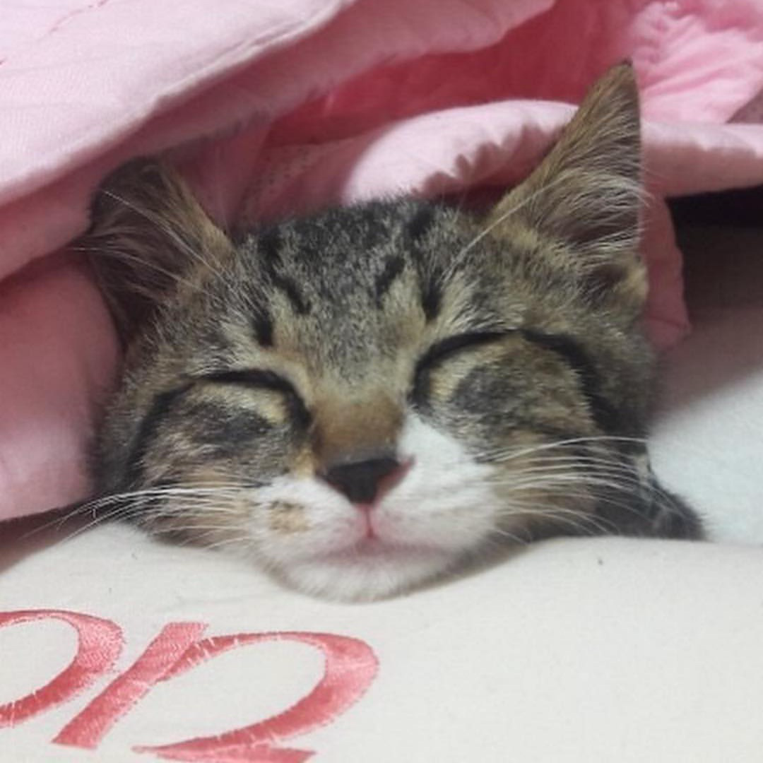 profile_Dori 도리 (Stray Kids)