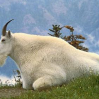 Mountain goat MBTI Personality Type image