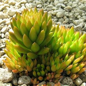 profile_February 6 (Rock Pine)