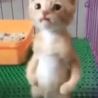 Pana Miguel MBTI Personality Type image