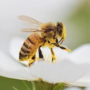 profile_Bee