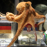 profile_Paul the Octopus