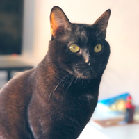 profile_Don Gato (Auronplay's Cat)