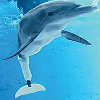 Winter the Dolphin MBTI Personality Type image