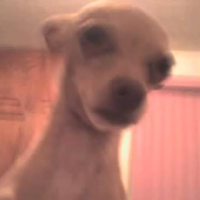 Spunky Coronado Preciado MBTI Personality Type image