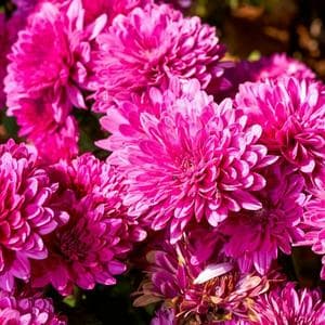 profile_December 13 (Magenta Chrysanthemum)