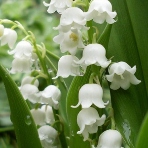 profile_May 5 (Lily Of The Valley)
