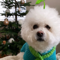 profile_Bimbus (Sykkuno's Dog)