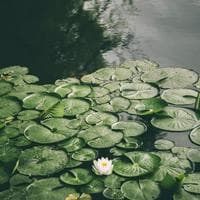 profile_Lily Pad