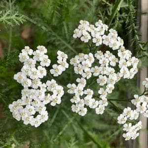 November 26 (Yarrow) MBTI Personality Type image