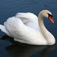 Swan MBTI Personality Type image