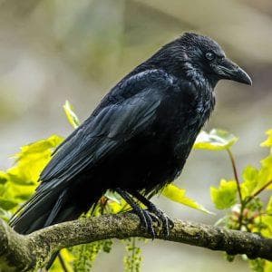 profile_Crow