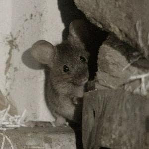 profile_Mouse in the crosshairs (Мышь под прицелом)