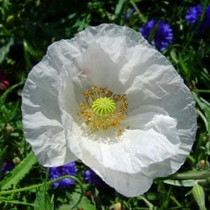 July 3 (White Poppy) MBTI Personality Type image