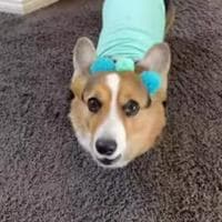profile_Olivia the Talking Corgi