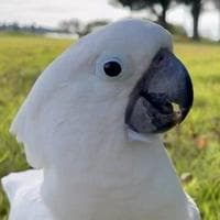 profile_Violet the cockatoo