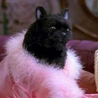 profile_Salem Saberhagen