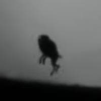 profile_The Frog