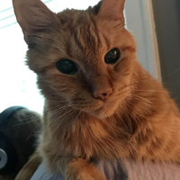 Jambo (Jschlatt's cat) MBTI Personality Type image