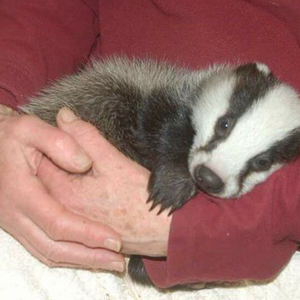 profile_Badger in the crosshairs (Барсук под прицелом)
