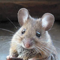 Mouse MBTI Personality Type image