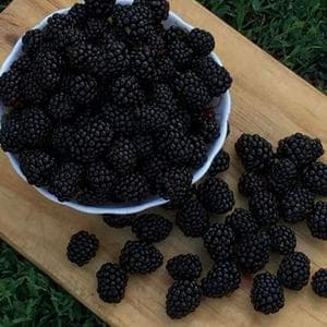 profile_Blackberry