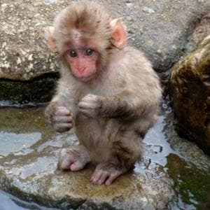 profile_Monkey in the crosshairs (Обезьяна под прицелом)