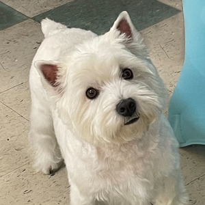 Ciuffo MBTI Personality Type image