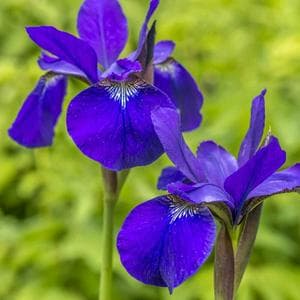 May 10 (Flag Iris) MBTI Personality Type image