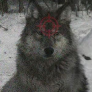 profile_Wolf in the crosshairs (Волк под прицелом)