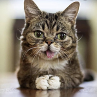 Lil Bub MBTI Personality Type image