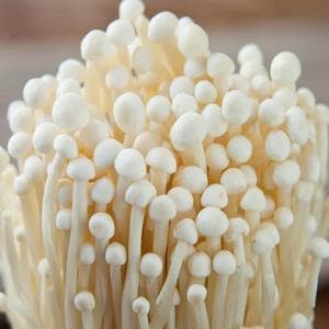Enoki mushroom MBTI Personality Type image