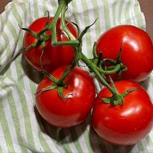 profile_Tomato