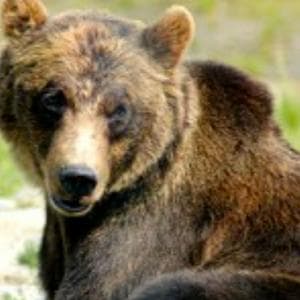 profile_Bear