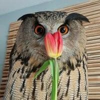 Yoll MBTI Personality Type image